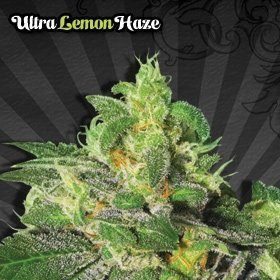 Ultra Lemon Haze - AUTO SEEDS | TanieSianie.pl