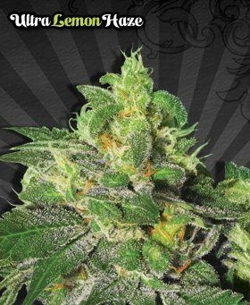 Ultra Lemon Haze - AUTO SEEDS | TanieSianie.pl
