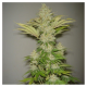 Bublicious - RESIN SEEDS | TanieSianie.pl