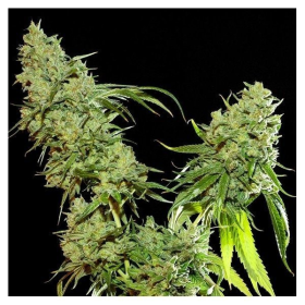 Cannatonic - RESIN SEEDS | TanieSianie.pl