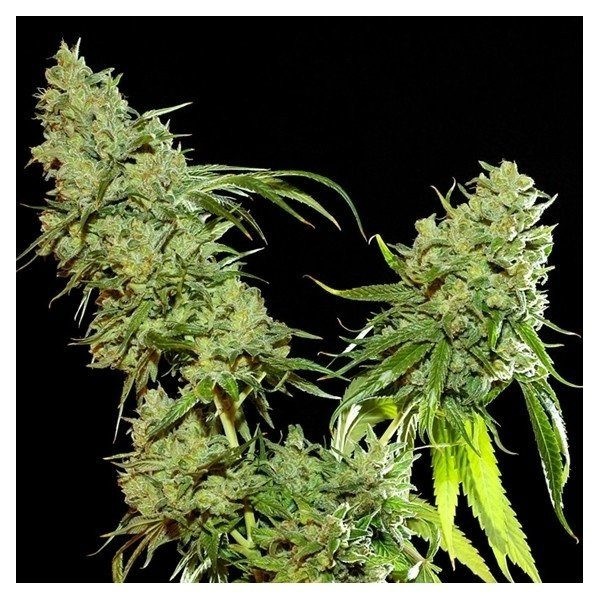 Cannatonic - RESIN SEEDS | TanieSianie.pl