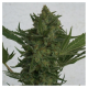 Critical Haze - RESIN SEEDS | TanieSianie.pl