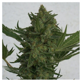 Critical Haze - RESIN SEEDS | TanieSianie.pl
