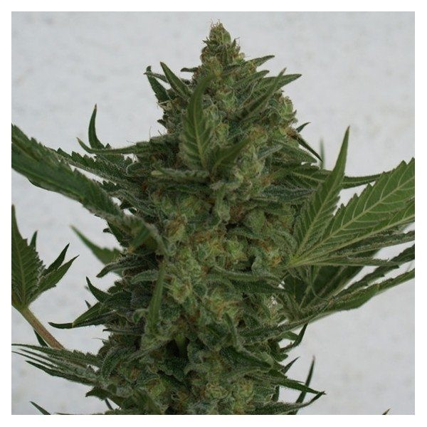Critical Haze - RESIN SEEDS | TanieSianie.pl