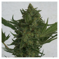 Critical Haze - RESIN SEEDS