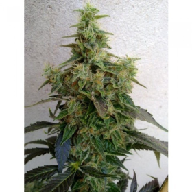 Dieseltonic - RESIN SEEDS | TanieSianie.pl