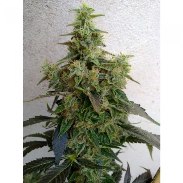 Dieseltonic - RESIN SEEDS | TanieSianie.pl