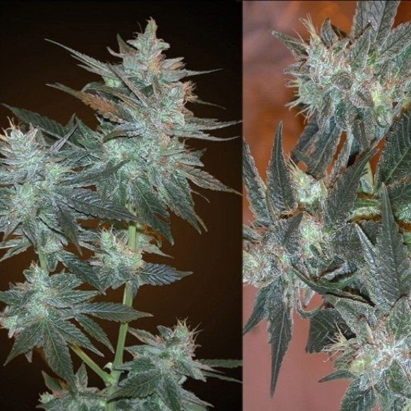 LA Ultra - RESIN SEEDS | TanieSianie.pl