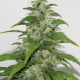 Yummy - RESIN SEEDS | TanieSianie.pl