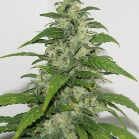 Yummy - RESIN SEEDS | TanieSianie.pl