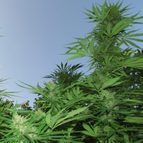 Outdoor Grapefruit - FEMALE SEEDS | TanieSianie.pl
