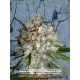 Big Bud XXL - MINISTRY OF CANNABIS | TanieSianie.pl