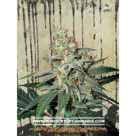 Carnival - MINISTRY OF CANNABIS | TanieSianie.pl