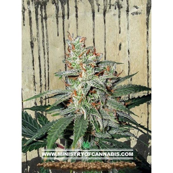 Carnival - MINISTRY OF CANNABIS | TanieSianie.pl