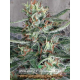 Crystal Cloud - MINISTRY OF CANNABIS | TanieSianie.pl