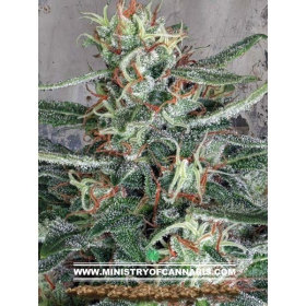 Crystal Cloud - MINISTRY OF CANNABIS | TanieSianie.pl