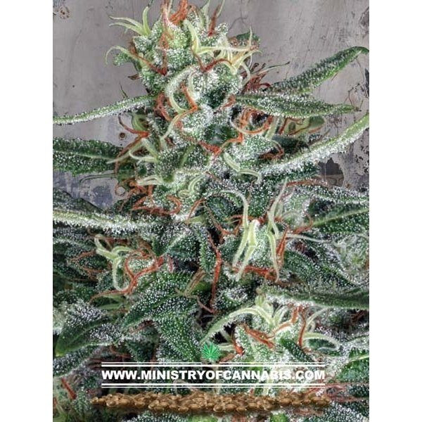 Crystal Cloud - MINISTRY OF CANNABIS | TanieSianie.pl
