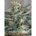 Crystal Cloud - MINISTRY OF CANNABIS