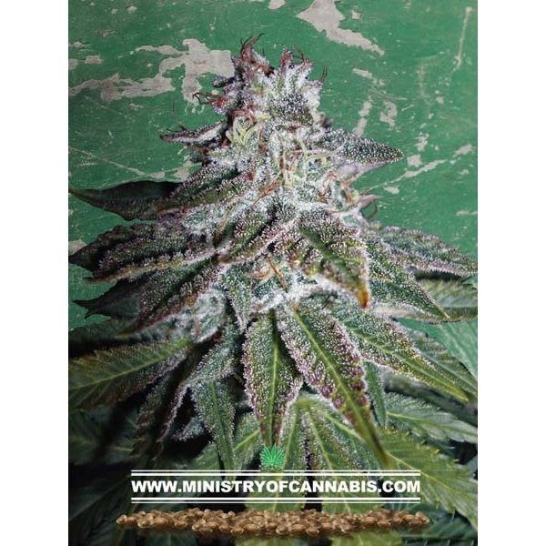 Nepalese Dragon - MINISTRY OF CANNABIS | TanieSianie.pl