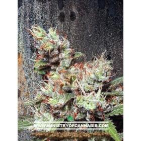 Kandahar - MINISTRY OF CANNABIS | TanieSianie.pl