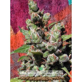 Mandalay - MINISTRY OF CANNABIS | TanieSianie.pl