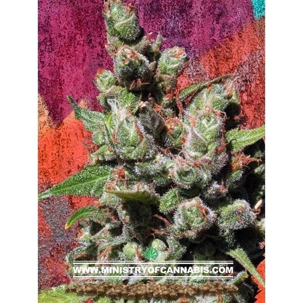 Mandalay - MINISTRY OF CANNABIS | TanieSianie.pl