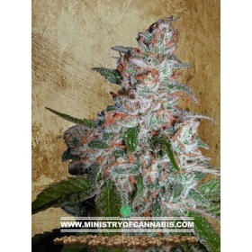 Northern Lights Moc - MINISTRY OF CANNABIS | TanieSianie.pl