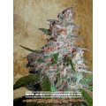 Northern Lights Moc - MINISTRY OF CANNABIS
