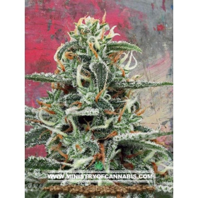 White Widow - MINISTRY OF CANNABIS | TanieSianie.pl