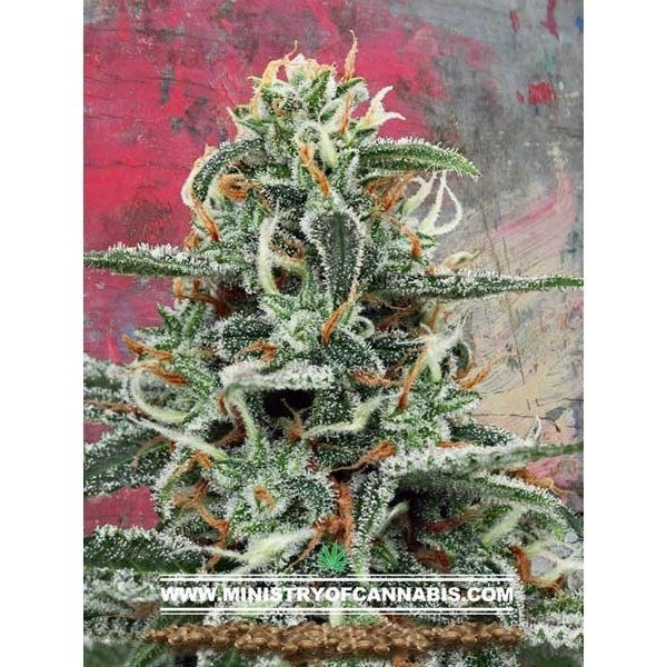 White Widow - MINISTRY OF CANNABIS | TanieSianie.pl