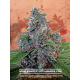 Auto Blue Amnesia - MINISTRY OF CANNABIS | TanieSianie.pl