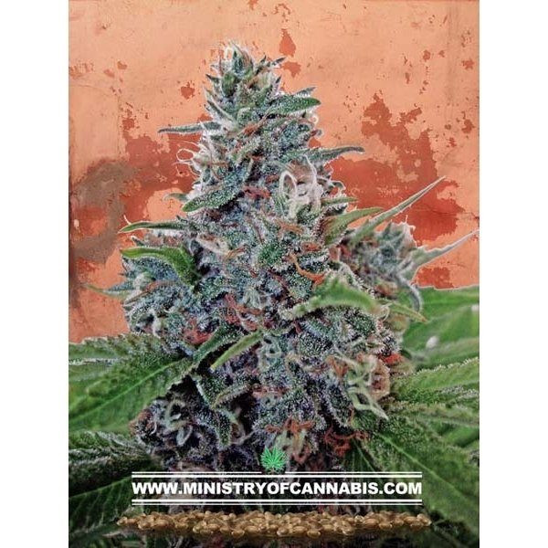 Auto Blue Amnesia - MINISTRY OF CANNABIS | TanieSianie.pl
