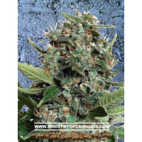 Autopilot XXL - MINISTRY OF CANNABIS | TanieSianie.pl