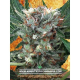 Zensation - MINISTRY OF CANNABIS | TanieSianie.pl