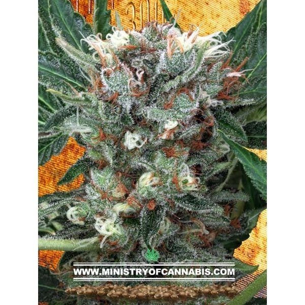Zensation - MINISTRY OF CANNABIS | TanieSianie.pl