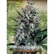 Auto Silver Bullet - MINISTRY OF CANNABIS | TanieSianie.pl