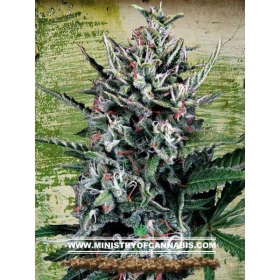 Auto Silver Bullet - MINISTRY OF CANNABIS | TanieSianie.pl