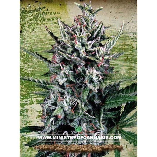 Auto Silver Bullet - MINISTRY OF CANNABIS | TanieSianie.pl