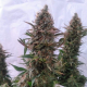 Pure AK - FEMALE SEEDS | TanieSianie.pl