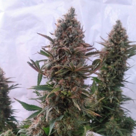 Pure AK - FEMALE SEEDS | TanieSianie.pl