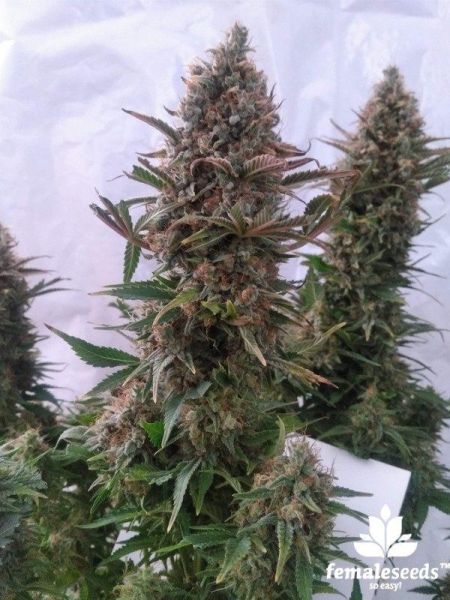 Pure AK - FEMALE SEEDS | TanieSianie.pl
