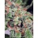 Royalmatic Auto - MINISTRY OF CANNABIS | TanieSianie.pl