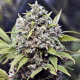 Pure AK - FEMALE SEEDS | TanieSianie.pl