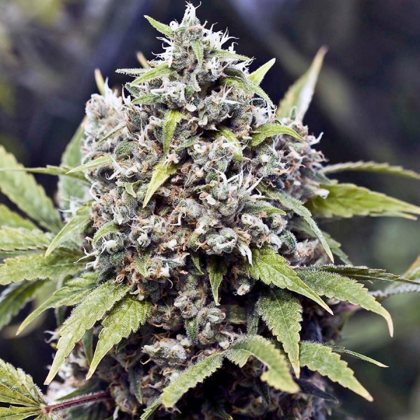 Pure AK - FEMALE SEEDS | TanieSianie.pl