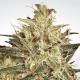 Atomical Haze - PARADISE SEEDS | TanieSianie.pl