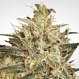 Atomical Haze - PARADISE SEEDS | TanieSianie.pl