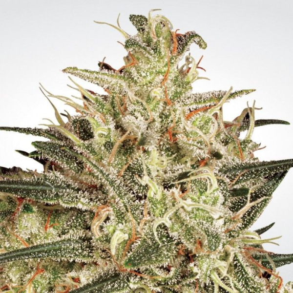 Atomical Haze - PARADISE SEEDS | TanieSianie.pl