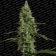 Atomical Haze - PARADISE SEEDS | TanieSianie.pl