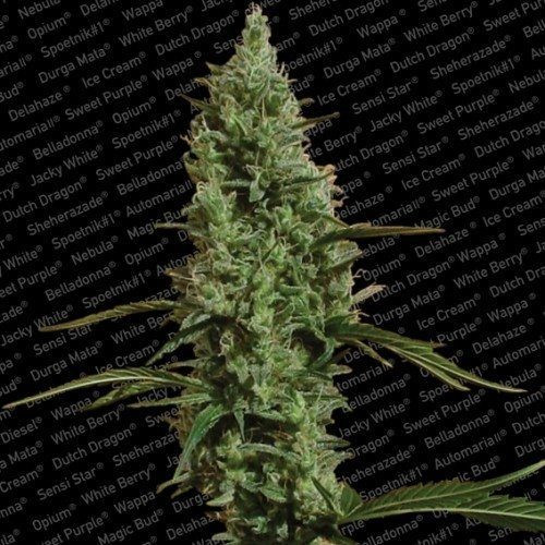 Atomical Haze - PARADISE SEEDS | TanieSianie.pl