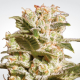 Belladonna - PARADISE SEEDS | TanieSianie.pl